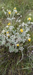 Potentilla argyrophylla