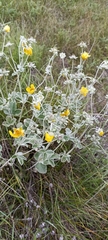 Potentilla argyrophylla