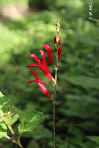 Pineapple Sage
