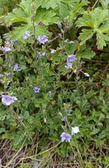 Veronica laxa