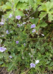 Veronica laxa