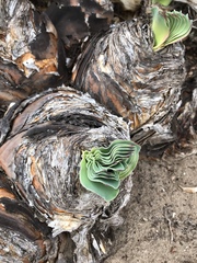 Boophone haemanthoides