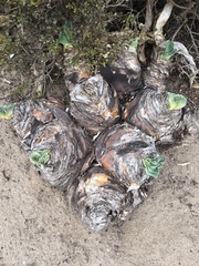 Boophone haemanthoides