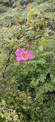Rosa macrophylla