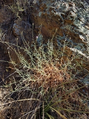 Stephanomeria cichoriacea