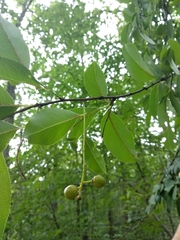 Prunus serotina