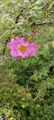 Rosa macrophylla