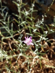 Stephanomeria cichoriacea