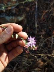 Stephanomeria cichoriacea