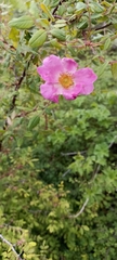Rosa macrophylla
