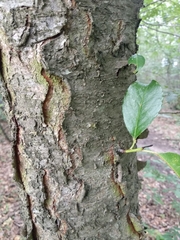 Prunus serotina