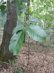 Prunus serotina