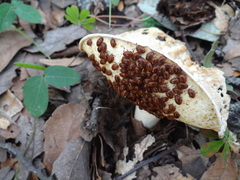 Stenotarsus molgorae