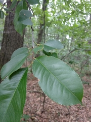 Prunus serotina