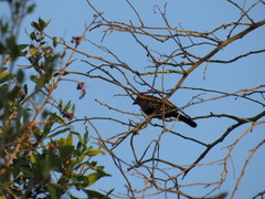 Hypargos margaritatus