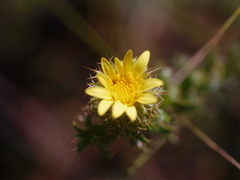 Cullumia setosa