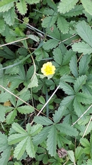 Potentilla reptans