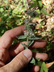 Pycnanthemum californicum