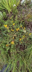 Astragalus rhizanthus candolleanus