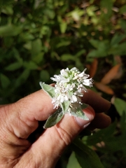 Pycnanthemum californicum