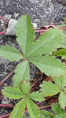 Potentilla reptans