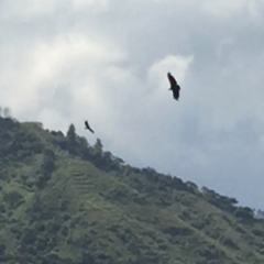 Geranoaetus melanoleucus