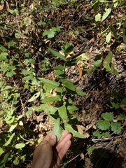Pycnanthemum californicum