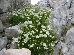 Cerastium julicum