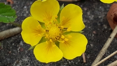 Potentilla reptans