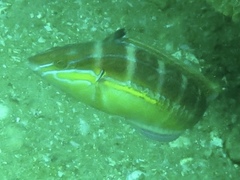 Coris caudimacula