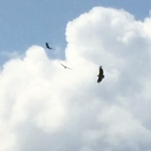 Geranoaetus melanoleucus