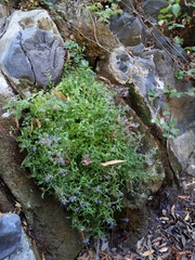 Palmerella debilis serrata