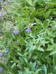 Palmerella debilis serrata