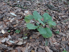 Roldana sessilifolia