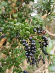 Notanthera heterophyllus