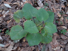 Roldana sessilifolia