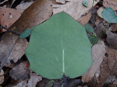 Roldana sessilifolia