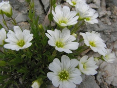 Cerastium julicum
