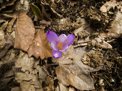 Crocus heuffelianus