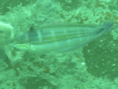 Coris caudimacula