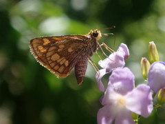 Taractrocera luzonensis tissara