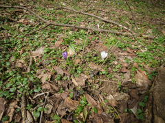 Crocus heuffelianus