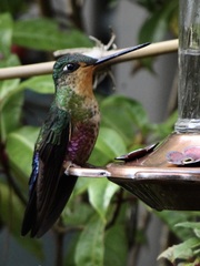 Coeligena helianthea