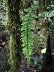 Hymenophyllum pectinatum