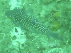 Canthigaster janthinoptera