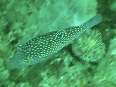 Canthigaster janthinoptera