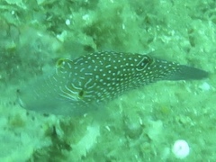 Canthigaster janthinoptera