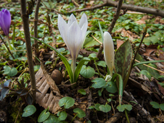 Crocus heuffelianus