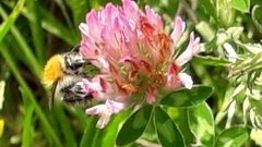Bombus pascuorum