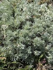 Artemisia glacialis
